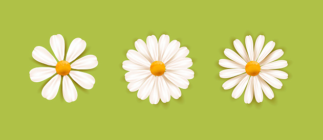 Set of White daisy chamomile illustration. Cute realistic flower plant icon collection. Different sorts of flower petal blossom. Isolated. Vector illustration