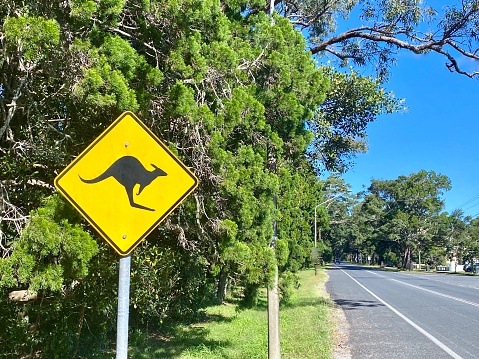 Horizontal landscape of public street yellow road sign warning of kangaroos in nature area of rural single lane tree lined Brunswick Heads NSW Australia