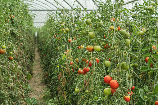 Tomato plantation in a greenhouse. Red and green fruits on the plant