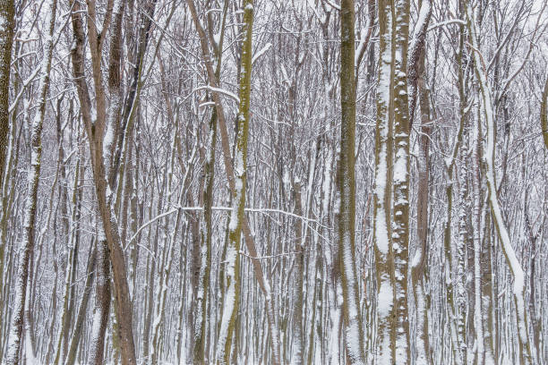 istock Winter forest . There is snow on the tree trunks (background, landscape) 1409260635