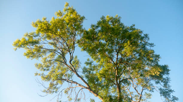 istock Top of a green tree on blue sky 1409260849