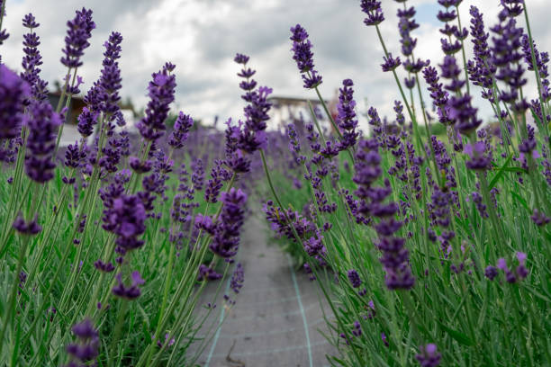istock Lavender Field in the summer. Aromatherapy. Nature Cosmetics. Latvia. 1409263632