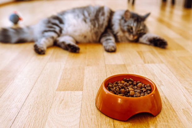 Domestic gray longhair Maine Coon cat with big belly, out of focus, lies near bowl of food, refuses yummy from gluttony or illness