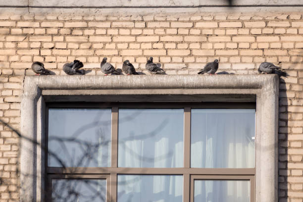 istock flock of pigeons over the window 1409263955