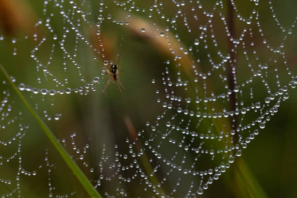 macro nature photography, water drops on a spider's web with its spider in the centre. wild beauty. animal themes