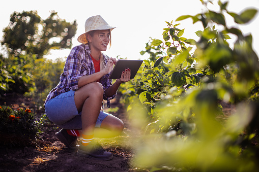 New generation of young woman with organic vegetable business, blonde girl on a raspberry field wearing casual clothing and hat, exploring the integrity of organic vegetables using tablet