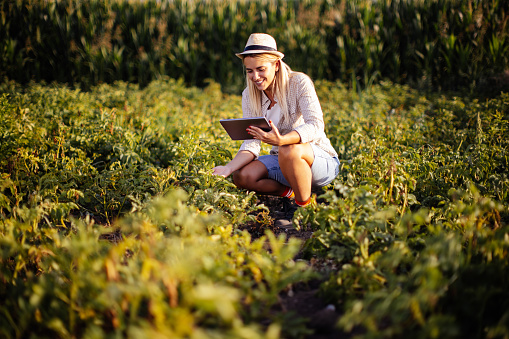 New generation of young woman with organic vegetable business, blonde girl on a raspberry field wearing casual clothing and hat, exploring the integrity of organic vegetables using tablet