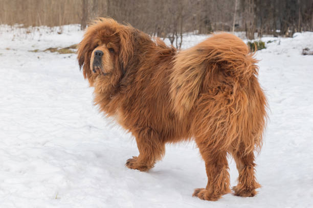 아름다운 큰 개 품종 티베트 마스티프, 눈 속에 서 - tibetan mastiff 뉴스 사진 이미지