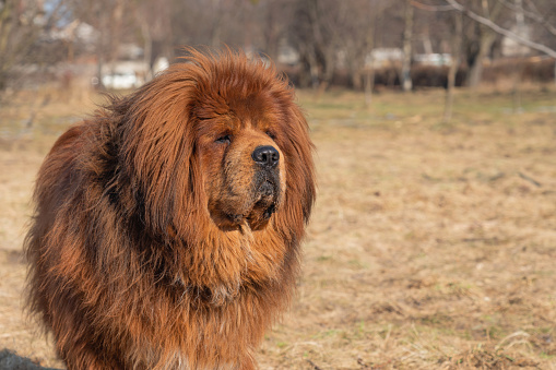 Dog breed tibetan mastiff. Animal is standing on the lawn