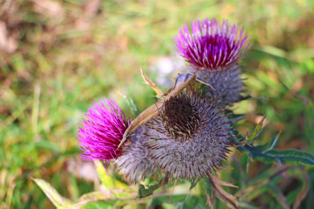 istock Cirsium vulgare flower, the spear thistle, bull thistle, or common thistle, selective focus. 1409265627