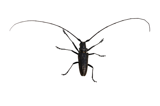 Beetle specimen