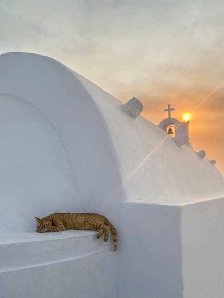 istock santorini old town greece sunset red cat 1409269681
