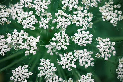 Small white wildflowers