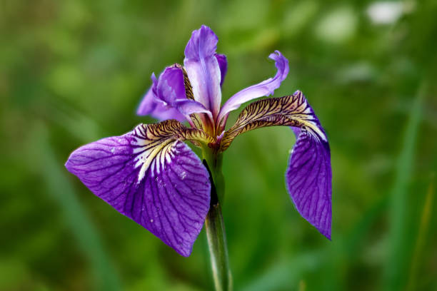 istock Purple Field Flower 1409269959