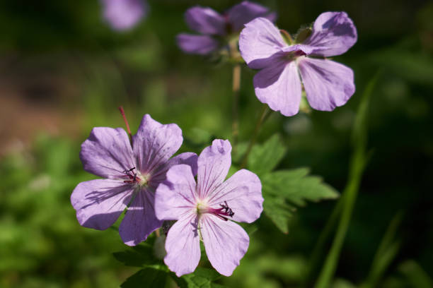 Purple Field Flower stock photo