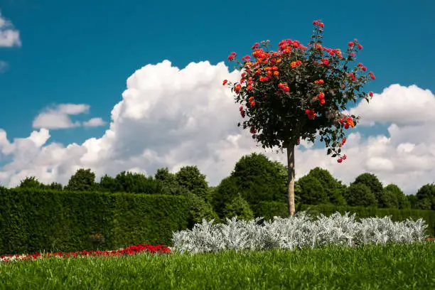 a tree with bright flowers in a botanical garden against a clear sky