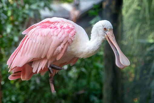Roseate Spoonbill in central Florida