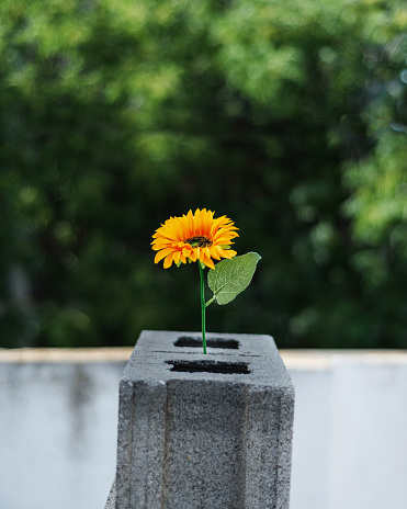 Close-up of a sunflower, yellow emerging from a cement stone, with background of out-of-focus trees.