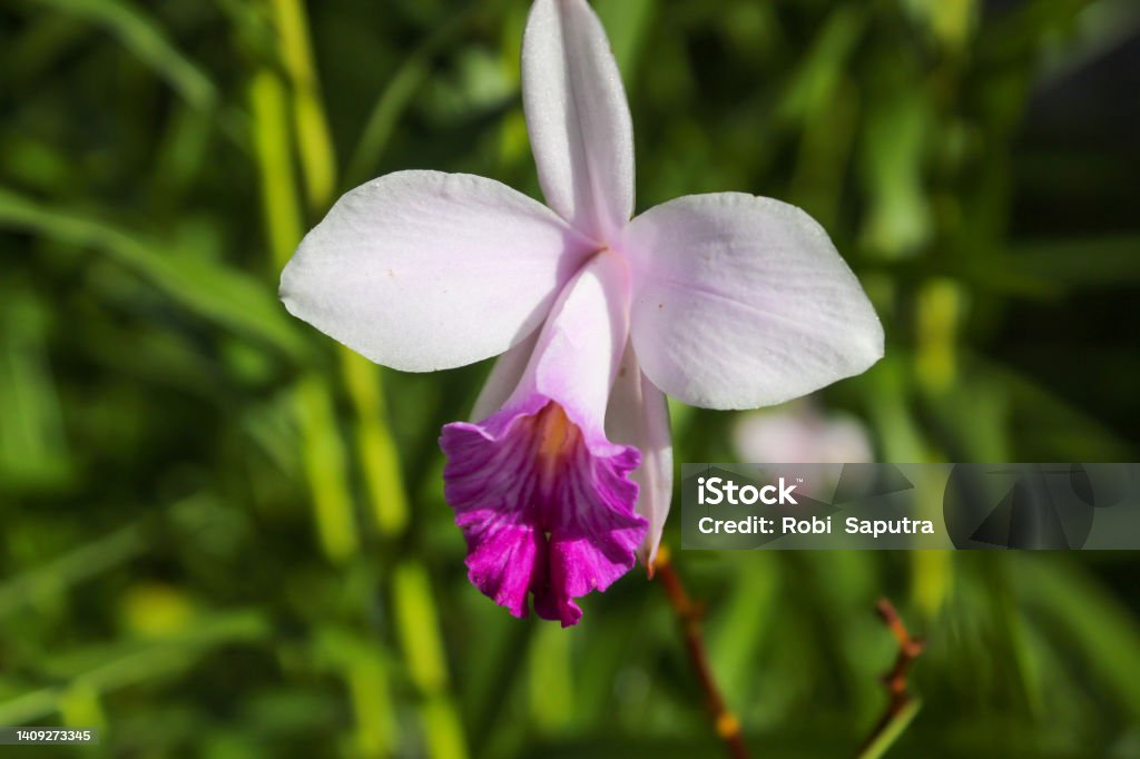 Orchid Bamboo orchid (Arundina graminifolia) in Gardens by the Bay, Beauty Stock Photo