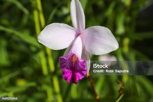 Orchid Stock Photo - Download Image Now - Beauty, Blossom, Botany