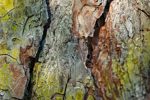Wood close up, macro photo tree at the forest. Horizontal photo.