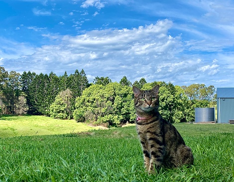 Horizontal portrait of domestic tabby cat sitting in lush green grass outdoors with trees horizon under clouds in country Australia