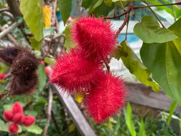 Photo of Amazonian bixa orellana urucum plant close up