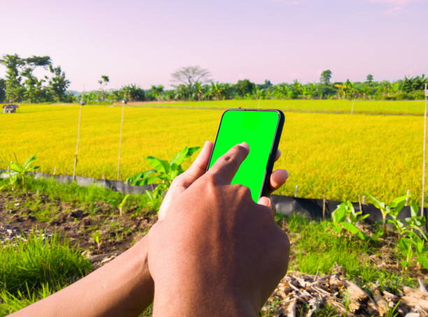 istock Hand holding smartphone with blank screen to enter text 1409276115