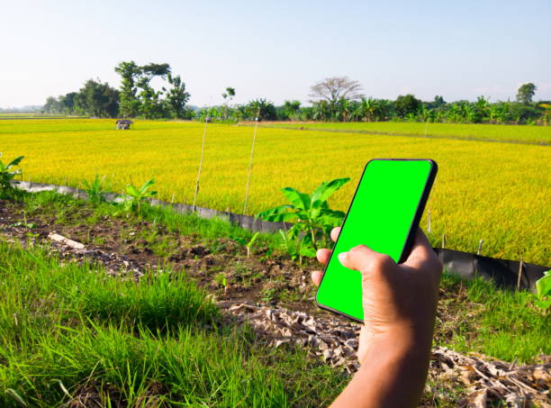 istock Hand holding smartphone with blank screen to enter text 1409276133