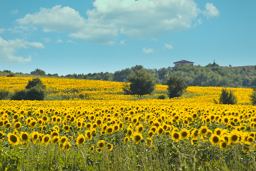 Sunflower fields in a summer day.