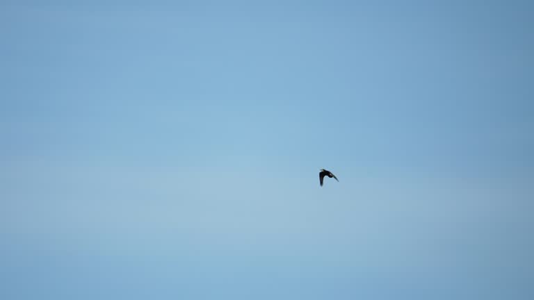 Black crow eagle is a bird of prey in the hawk family. In flight, the bird holds its broad wings horizontally. The white-tailed eagle is the fourth largest bird of prey in Europe. 4k