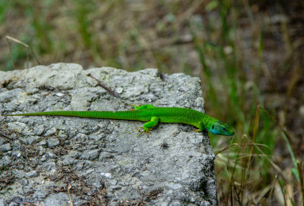 istock Bright green lizard with long tail on the stone 1409278573