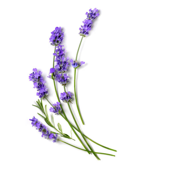 fascio di fiori di lavanda fresca su un bianco - lavender lavender coloured flower herb foto e immagini stock