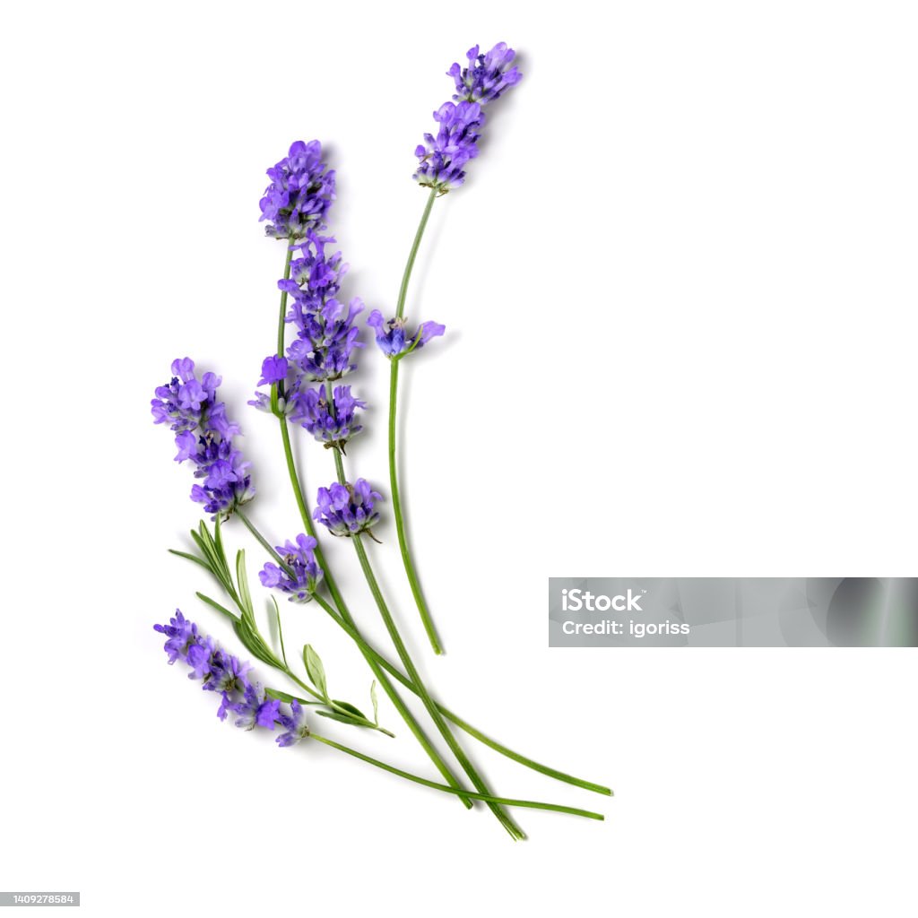 Fresh Lavender flowers bundle on a white Beautiful Lavender flowers on a white background. Lavender - Plant Stock Photo