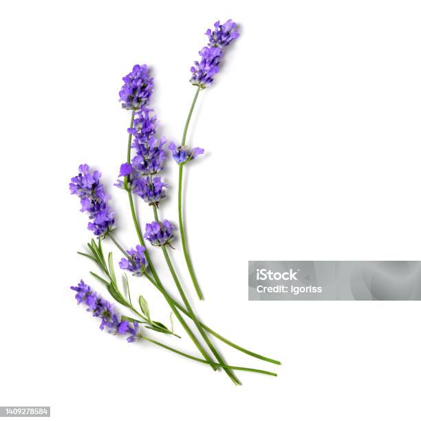 Fresh Lavender Flowers Bundle On A White Stock Photo - Download Image Now - Lavender - Plant, Flower, White Background