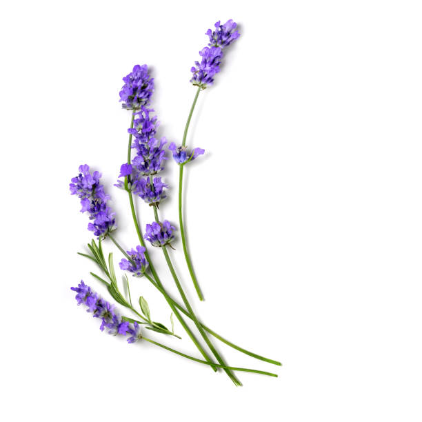 fresh lavender flowers bundle on a white - flower head close up cut flowers cut out imagens e fotografias de stock