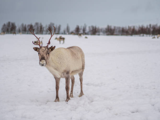 Tromso, Norway Portrait of a reindeer with antlers in a village of the tribe Saami near Tromso, Northern Norway, Europe. finnmark stock pictures, royalty-free photos & images