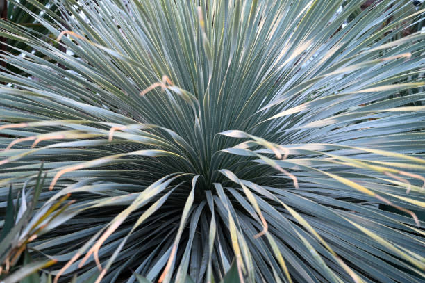 istock desert spoon plant growing in garden. 1409279259