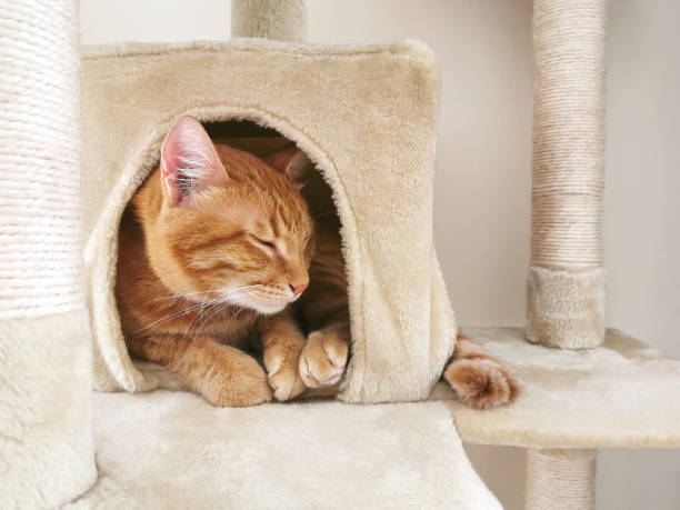 istock Ginger cat sleeping on the cat tower at home. 1409279627