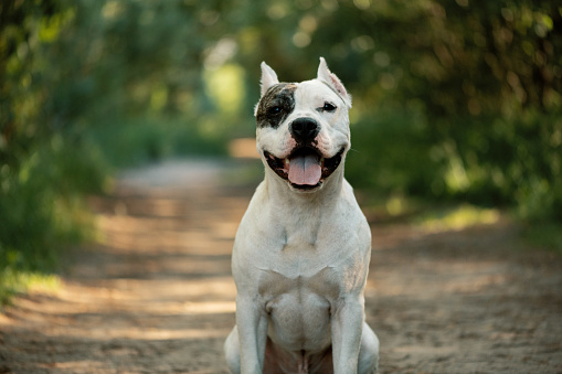 Happy American Staffordshire Terrier sitting on dirt road in forest and looking at camera, close up portrait