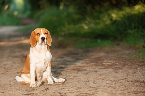 English Beagle sitting on dirt road in forest and looking at camera
