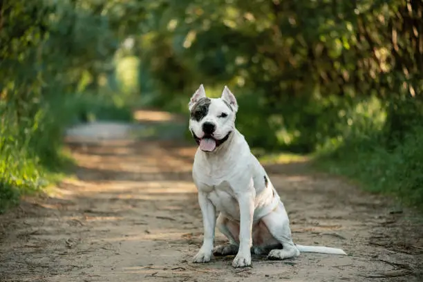 Happy American Staffordshire Terrier sitting on rural road and looking at camera