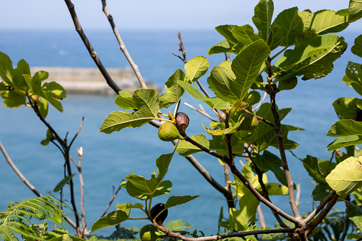 fig tree with ripe figs by the sea