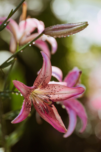 Different varieties of lilies in the garden. Growing plants and flowers. Beautiful greenhouse. Lily flowers close-up.