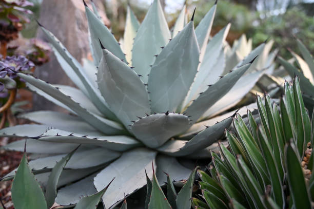 istock tiger jaws plant growing in garden. 1409281674
