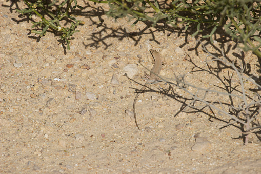 Arnold's Fringe-fingered Lizard (Acanthodactylus opheodurus)\n at Wadi Degla Protectorate