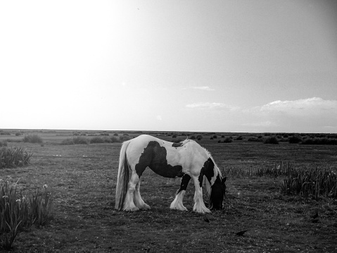 A shire horse grazes in a meadow in Devon, UK.