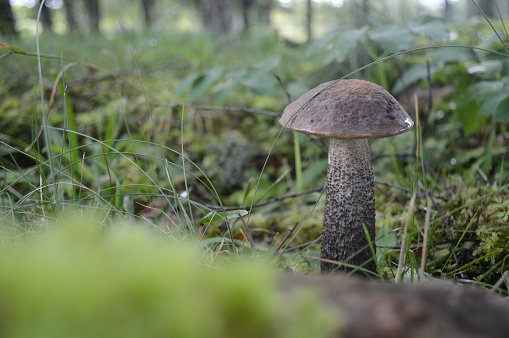 A tall mushroom growing in the woods in the autumn, Devon  UK