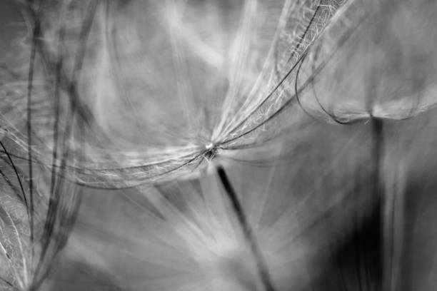 istock black and white dandelion seed close-up on blurred background, airy and fluffy wallpaper, dandelion fluff wallpaper, macro 1409285140