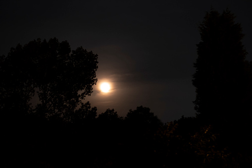 A hazy full moon and silhouetted trees